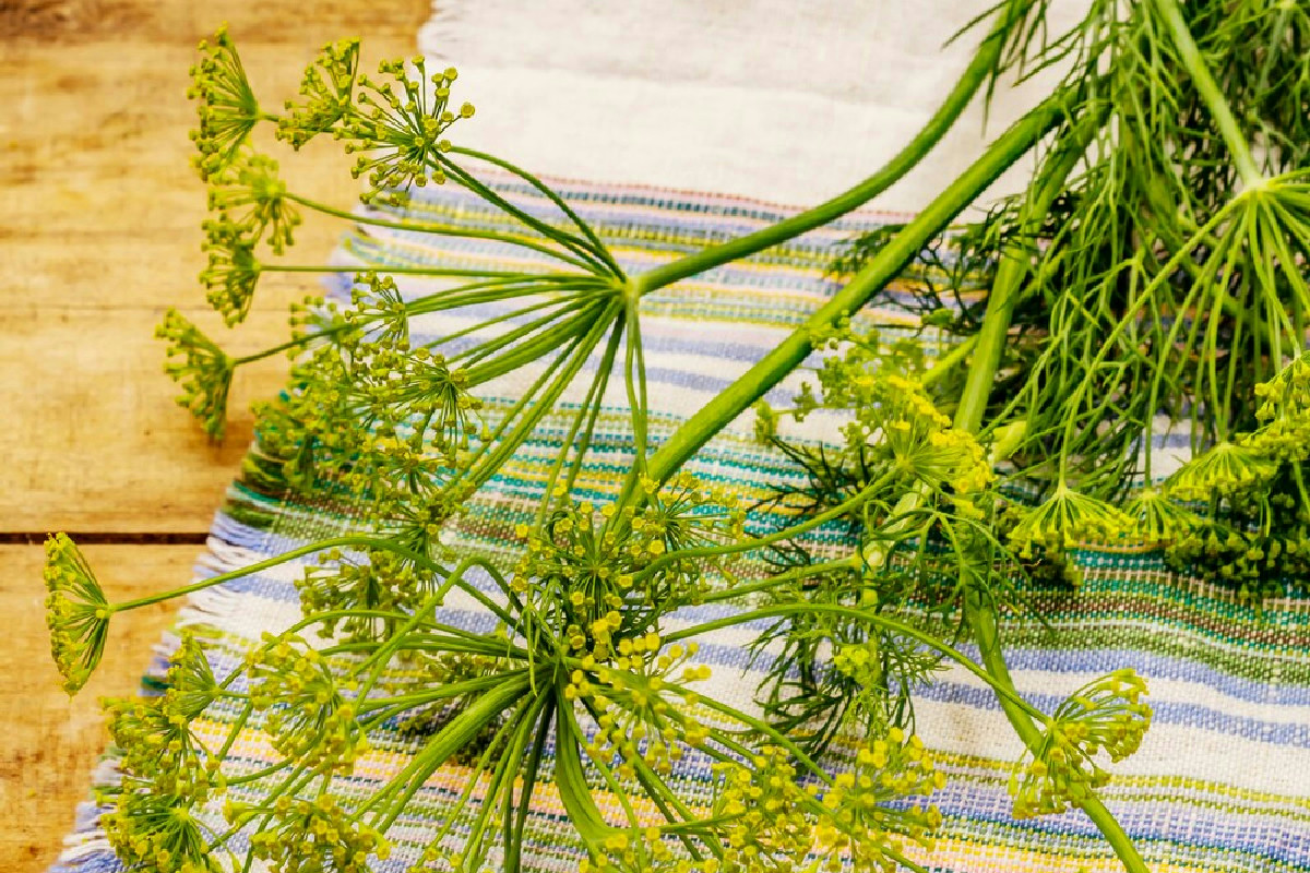 Perché la minestra unisce carne e verdure in un trionfo di sapori dal passato?