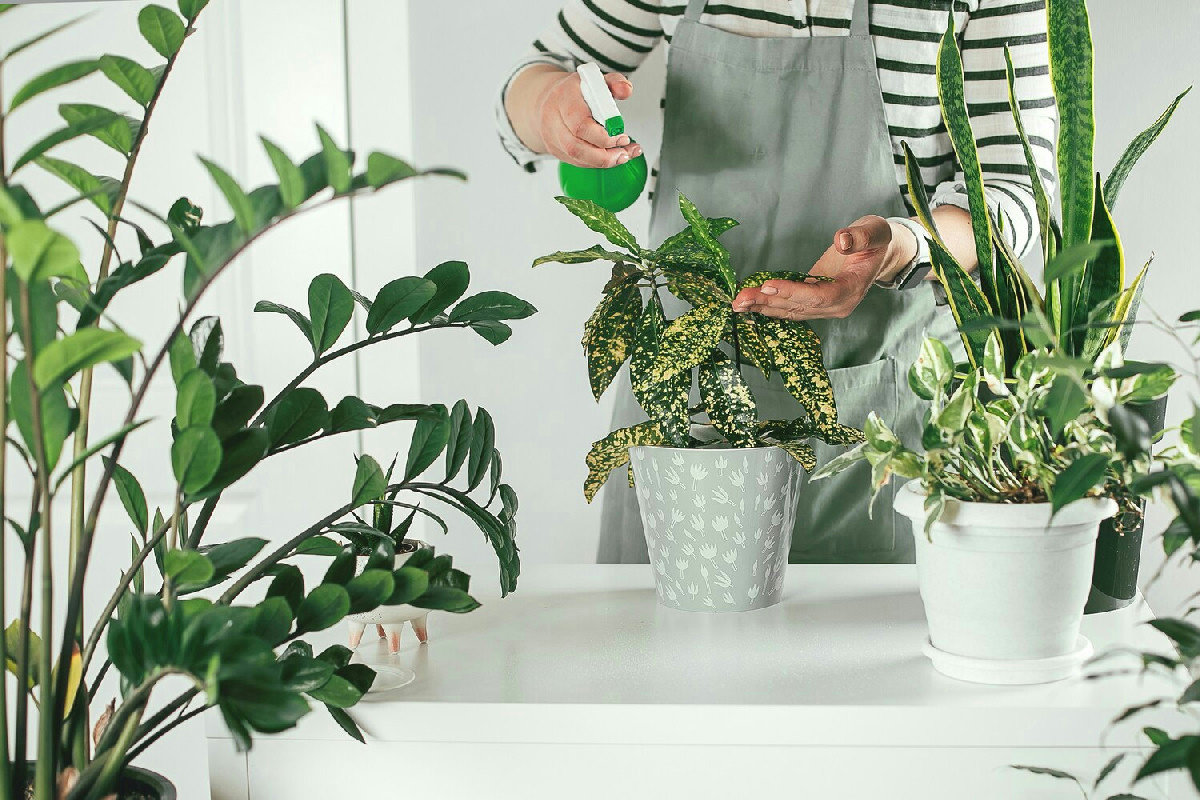 Strategie efficaci per coltivare piante rigogliose nonostante l’aria secca presente in casa