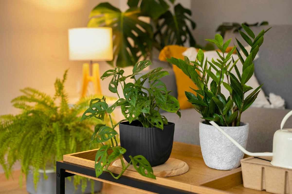 Le 9 piante da appartamento ideali per decorare, purificare l’aria e migliorare l’atmosfera in casa