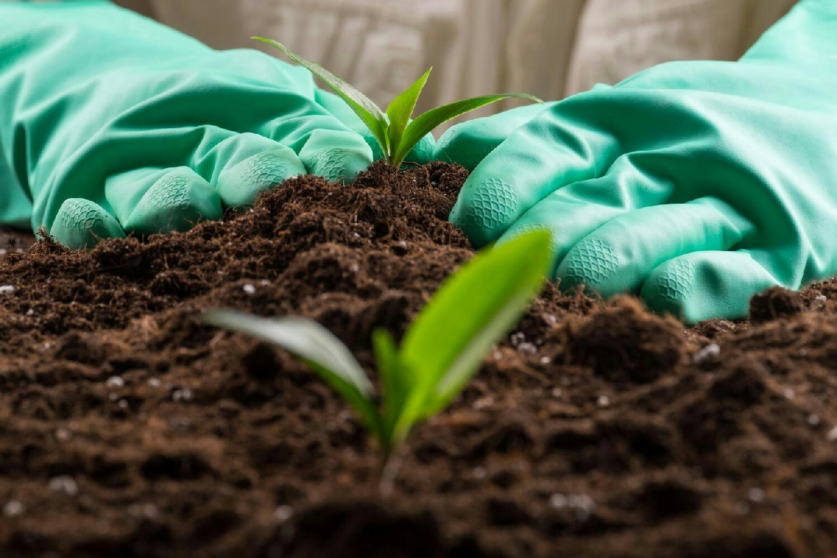 Quale bevanda comune favorisce naturalmente la crescita rigogliosa dei gerani in giardino