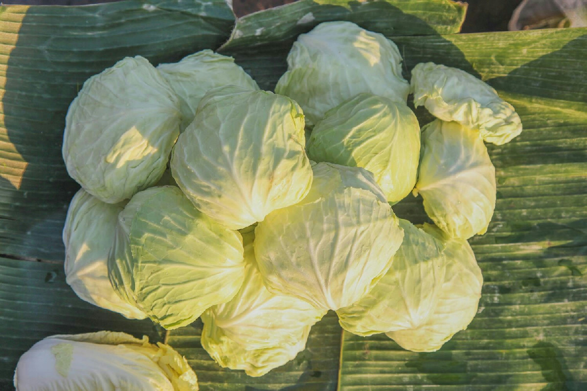 Quando arriva l’autunno, la verza diventa un piatto saporito che cambia ogni opinione negativa