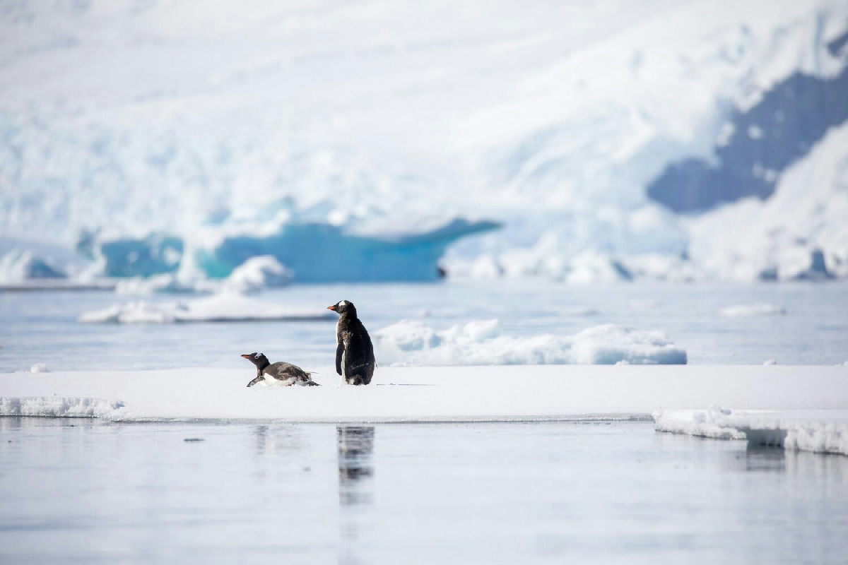Sai chi cerca personale per l'Antartide con stipendi fino a 150.000 euro?